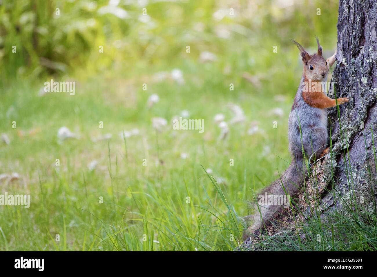 Small squirrel on the ground at summer. Warm green colors and blurred background. A wallpaper type image with lots of negative space. Stock Photo