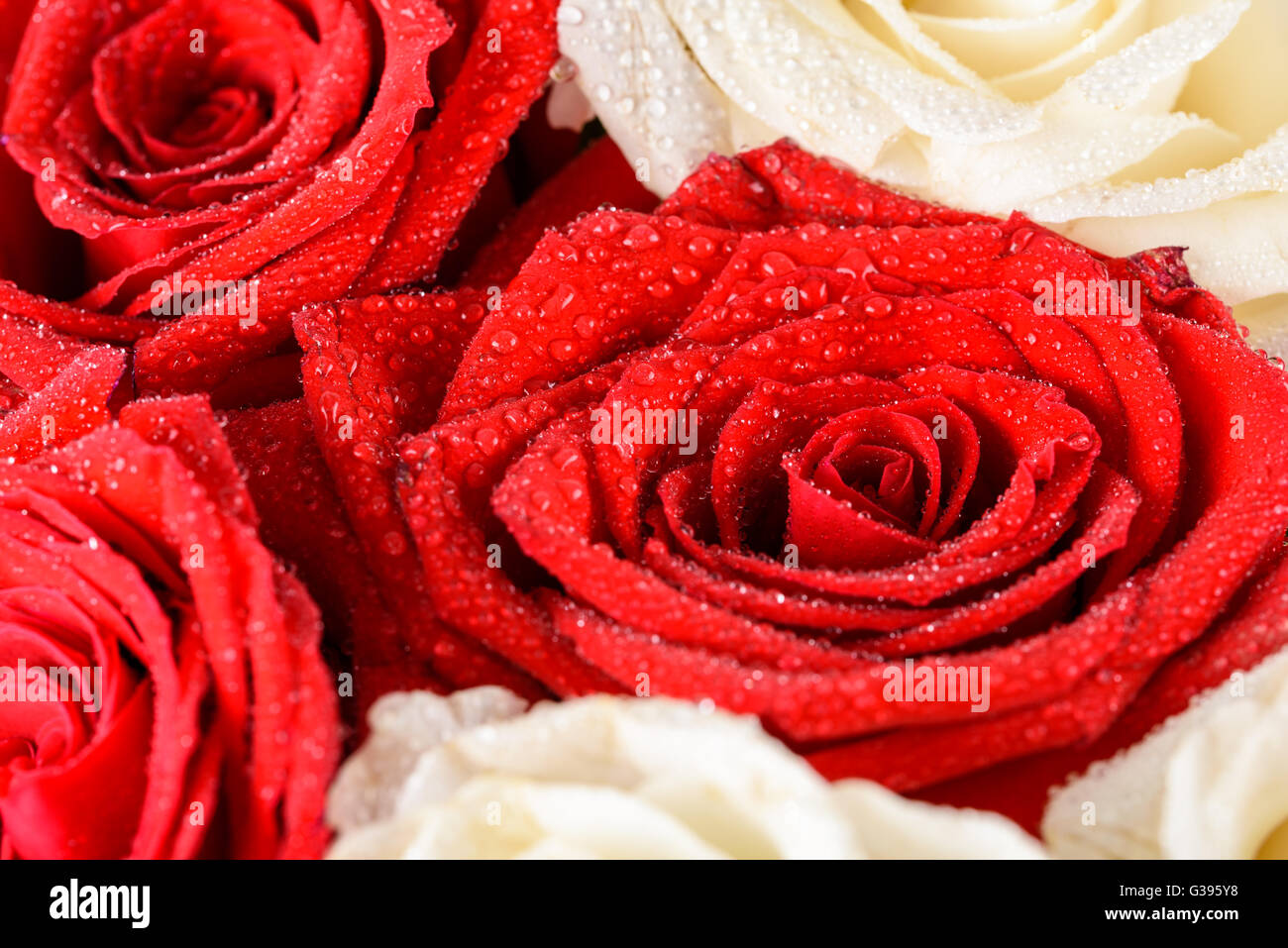 Group wet red roses hi-res stock photography and images - Alamy
