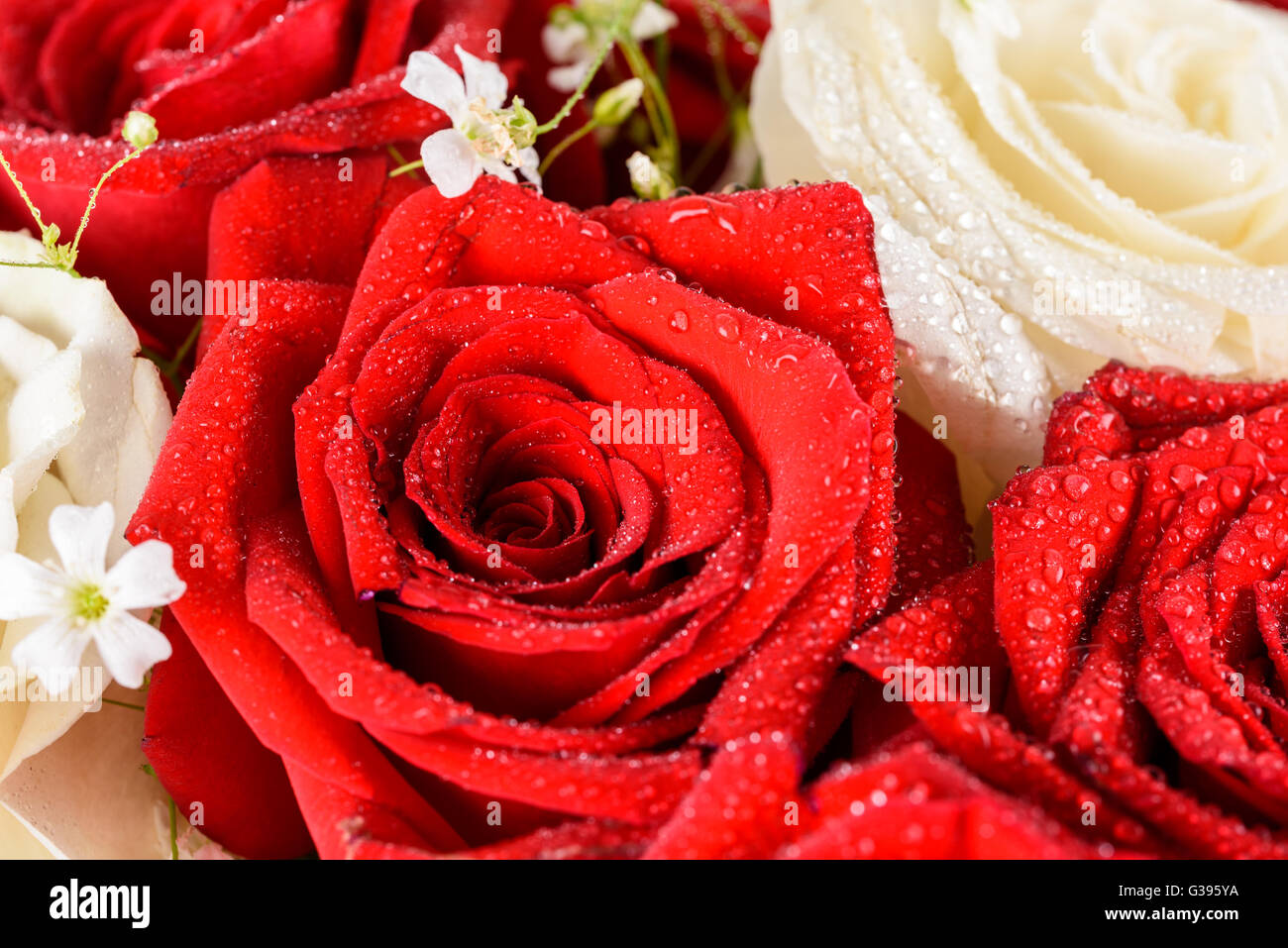 Washed Red Roses Wet roses hi-res stock photography and images - Alamy