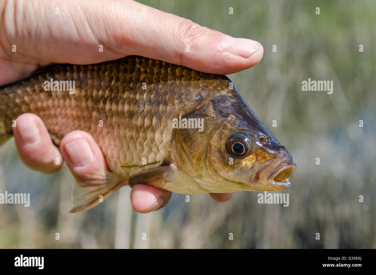 Carp caught for the bait fisherman shows catch Stock Photo