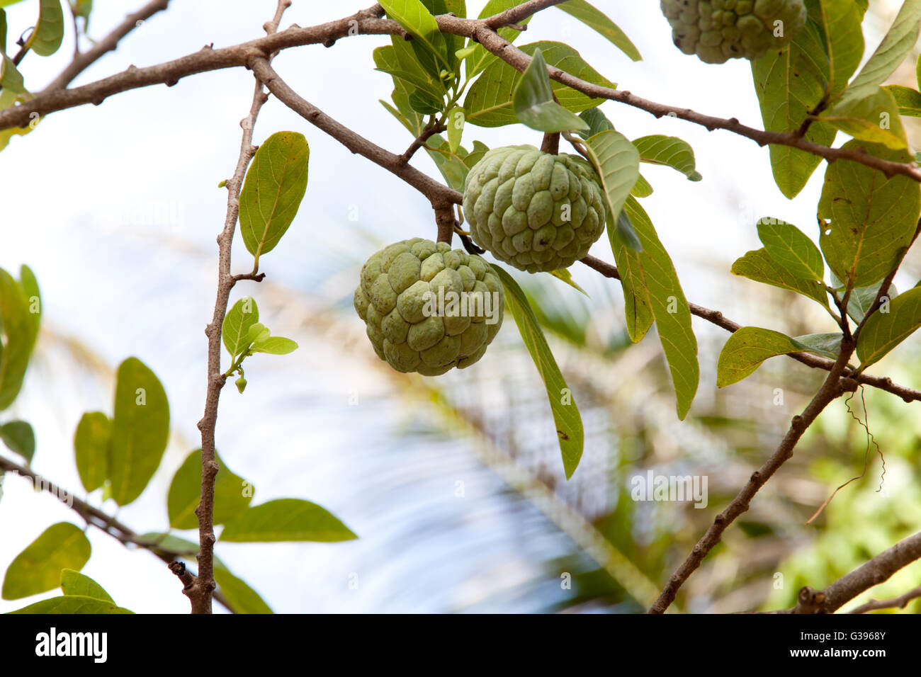 Annona squamosa or Custard apple fruit on tree in garden. Stock Photo