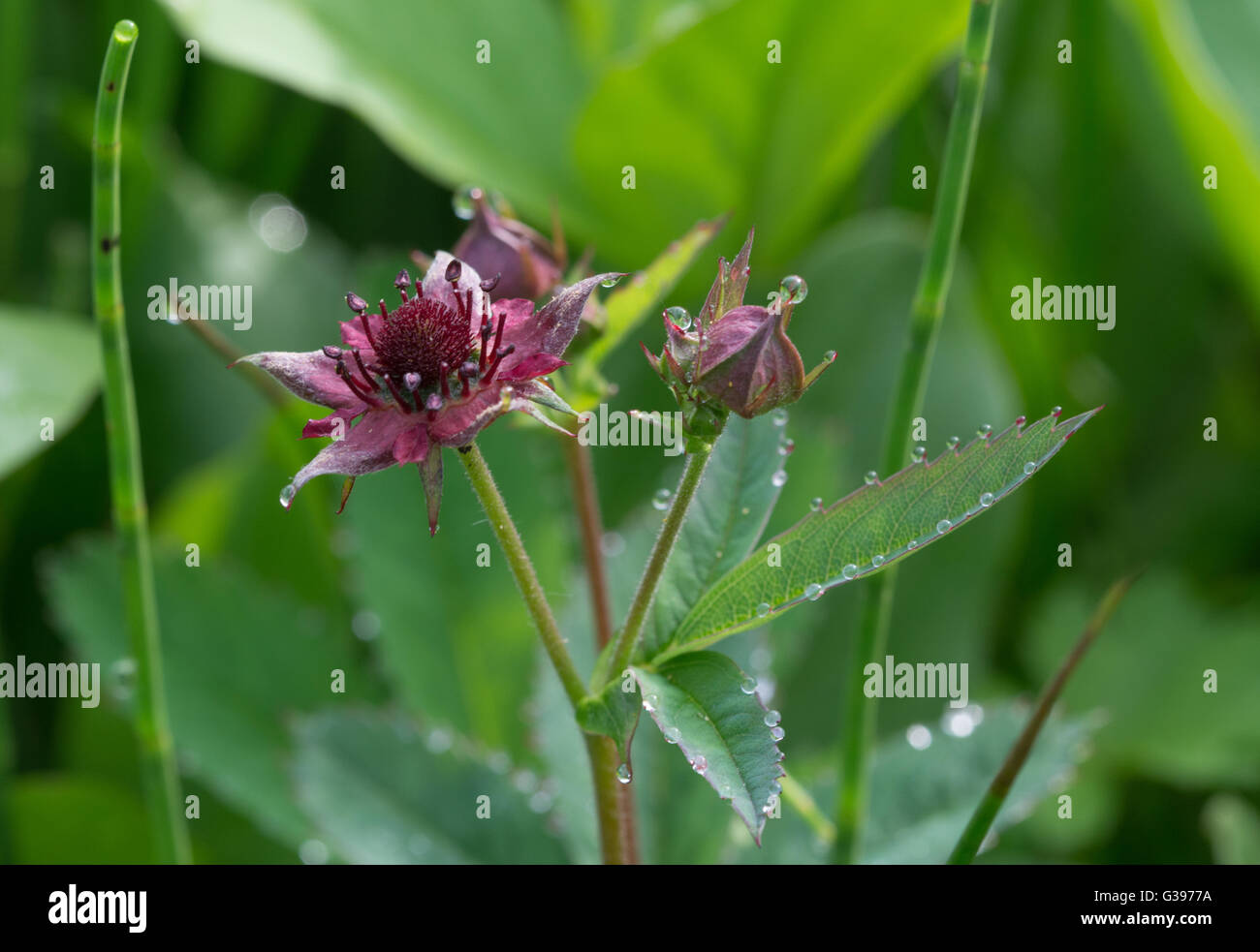 Marsh cinquefoil (Comarum palustre) wildflower with water droplets in Surrey, UK Stock Photo