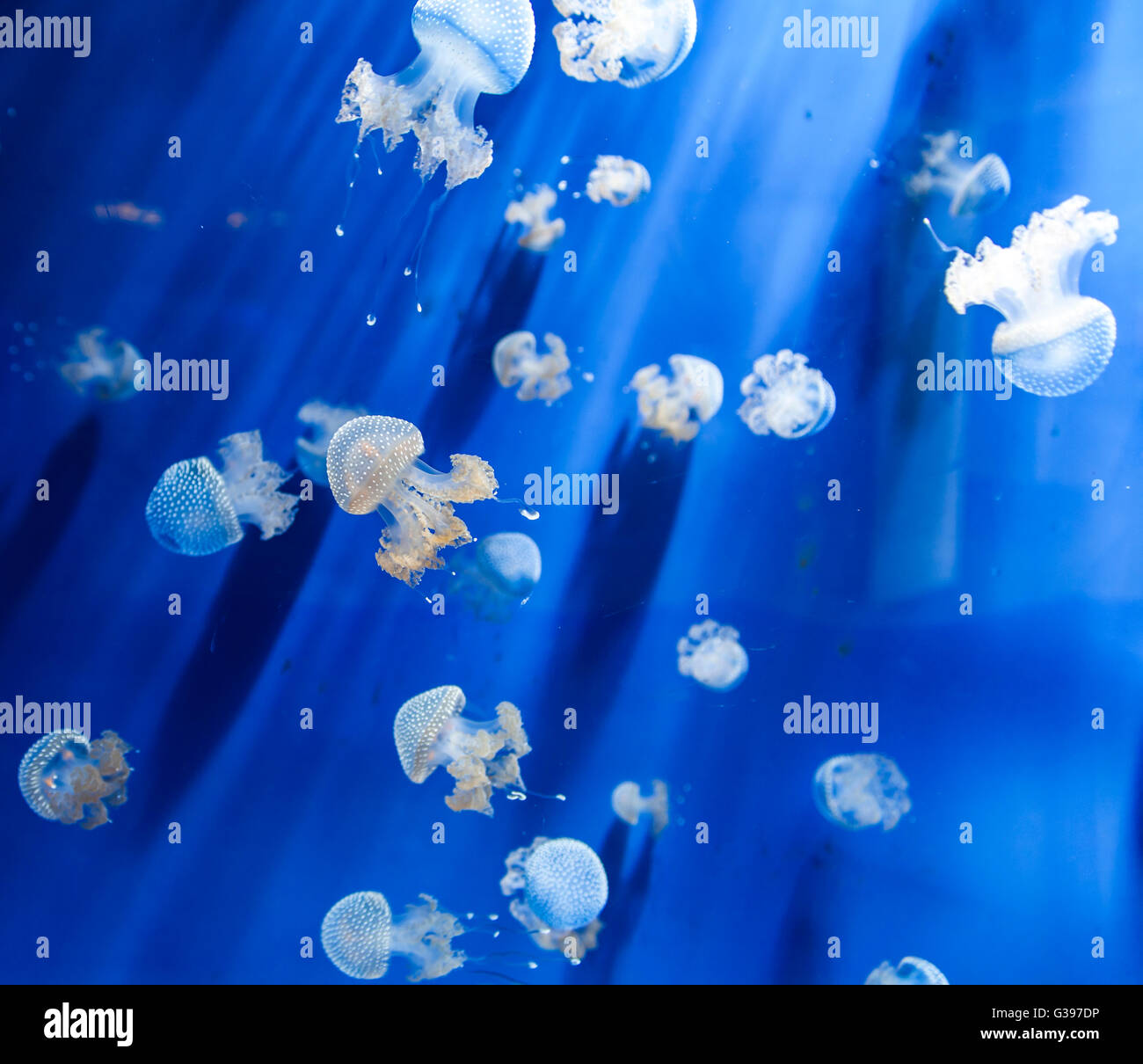 Closeup of the jellyfish (Phyllorhiza punctata) in the water Stock Photo