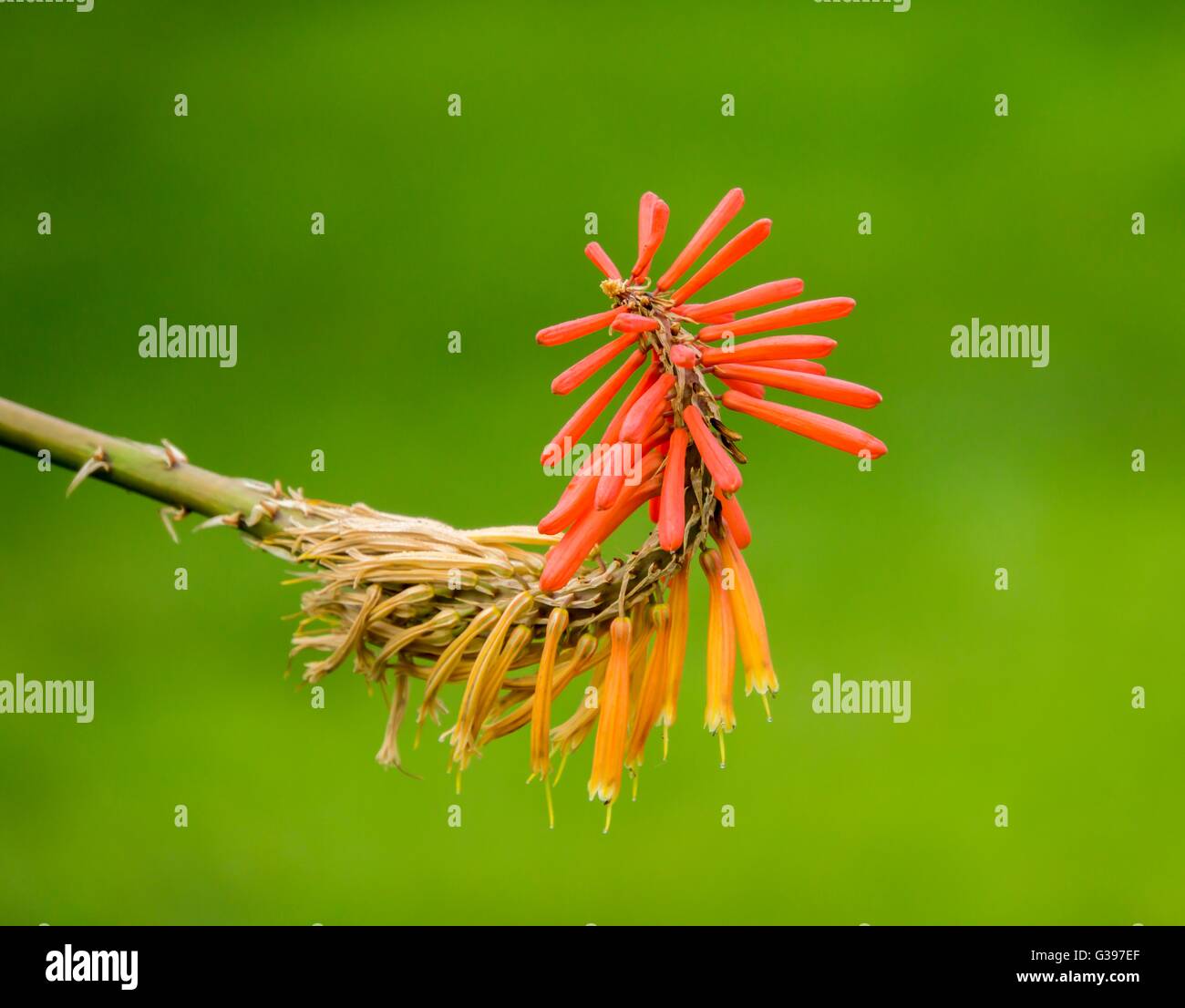 orange flower Stock Photo