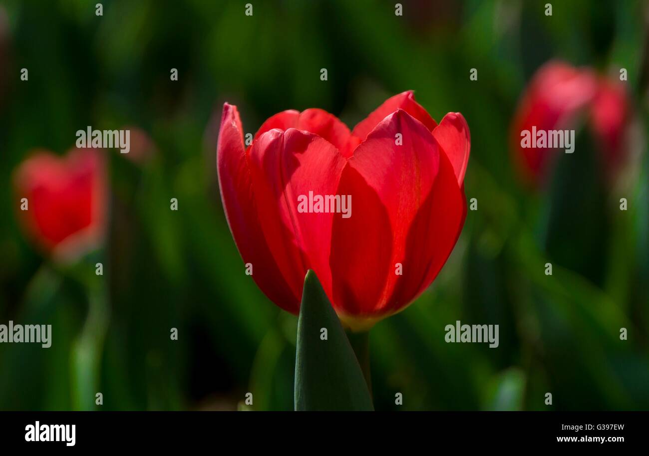 red tulip Stock Photo