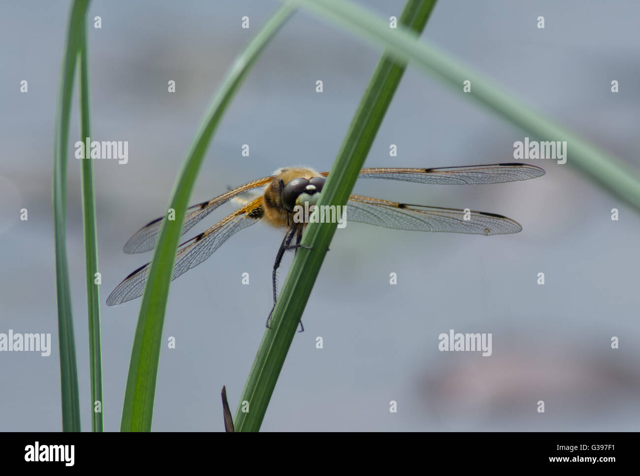 Four-spotted chaser dragonfly (Libellula quadrimaculata) in Surrey, England. Stock Photo