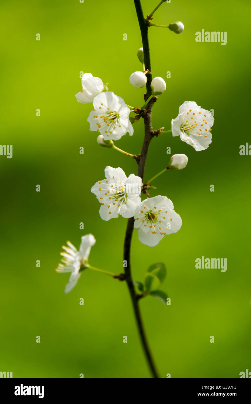 white blossom Stock Photo