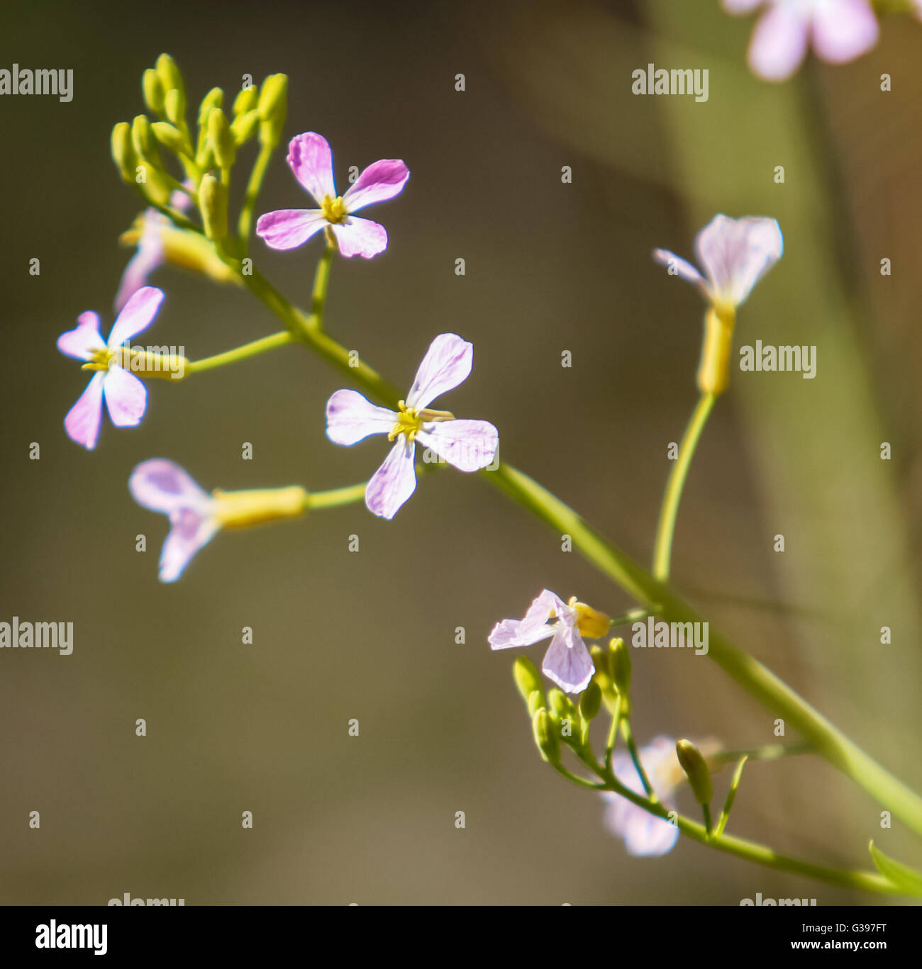 Wild radish, jointed charlock is a flowering plant in the family Brassicaceae Stock Photo