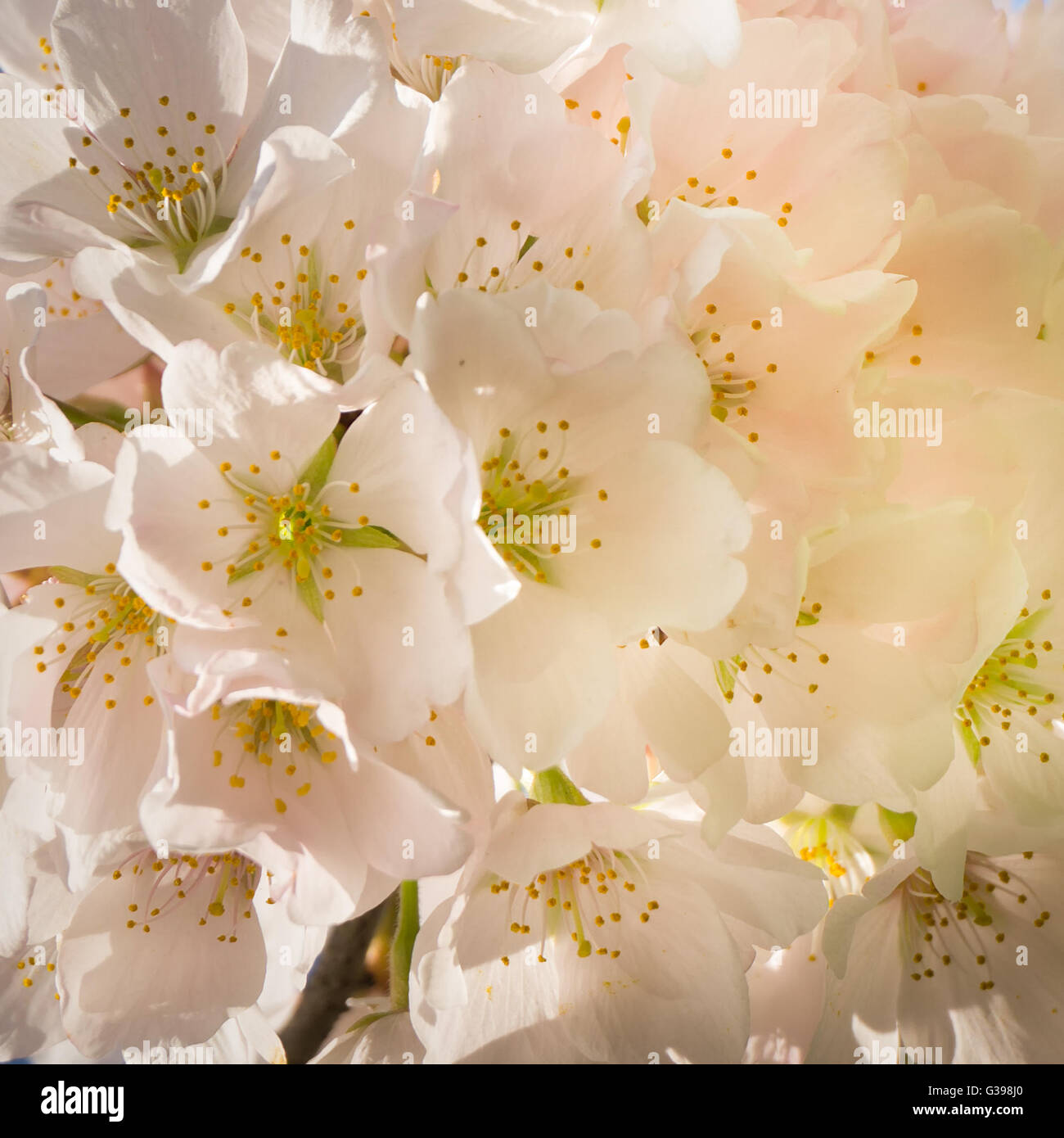 Close up of a cherry blossom during the National Cherry Blossom Festival, in Potomac Park, Washington, DC. Stock Photo