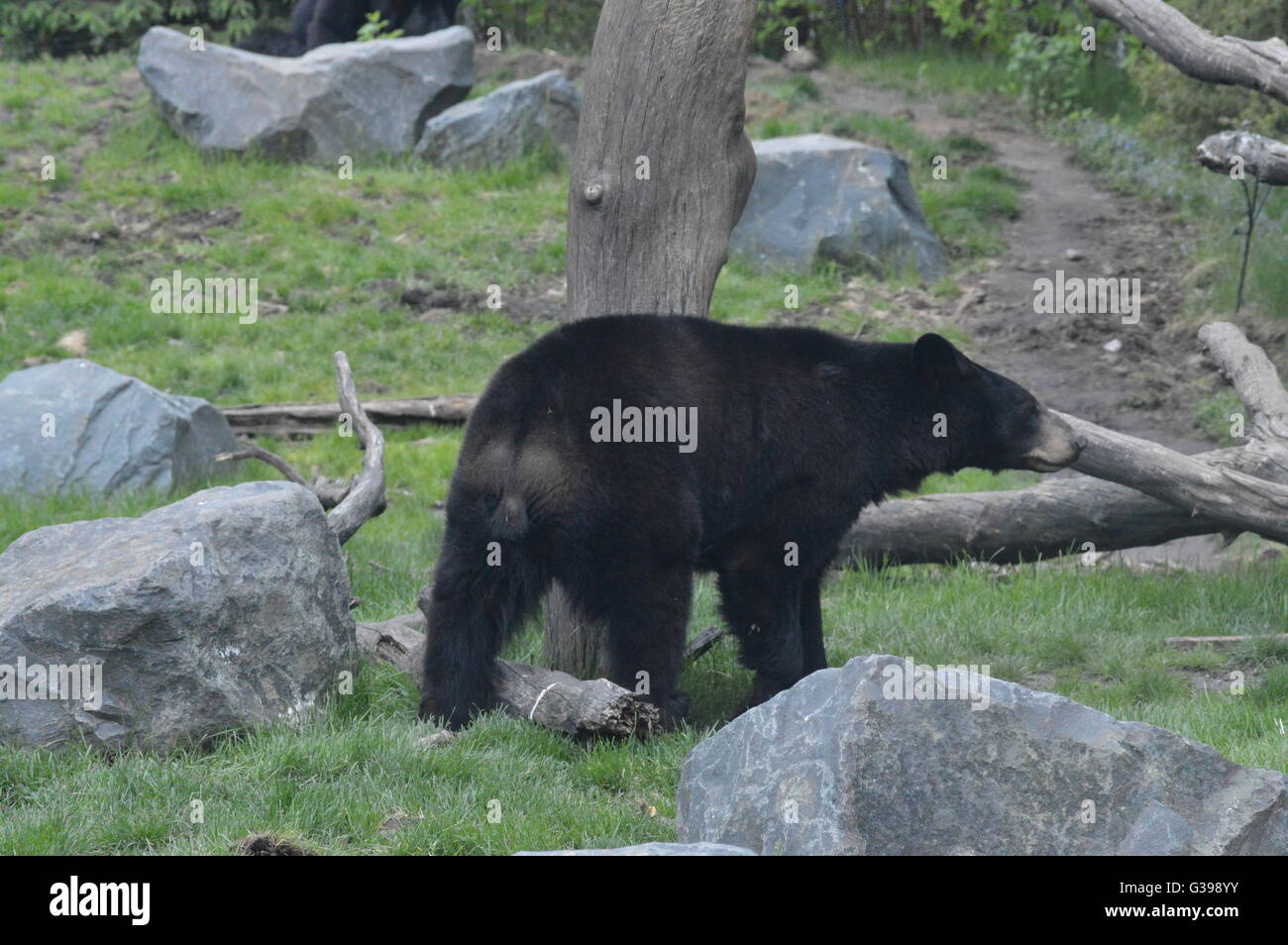 American black bear walking in the woods Stock Photo
