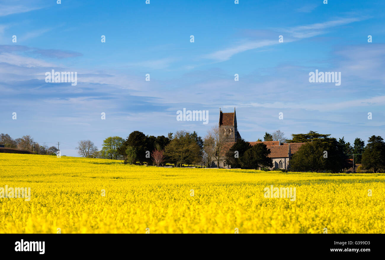 The Church of St. Peter and St. Paul in the village of Ospringe, Kent. Surrounded by a carpet of yellow rapeseed in Spring. Stock Photo