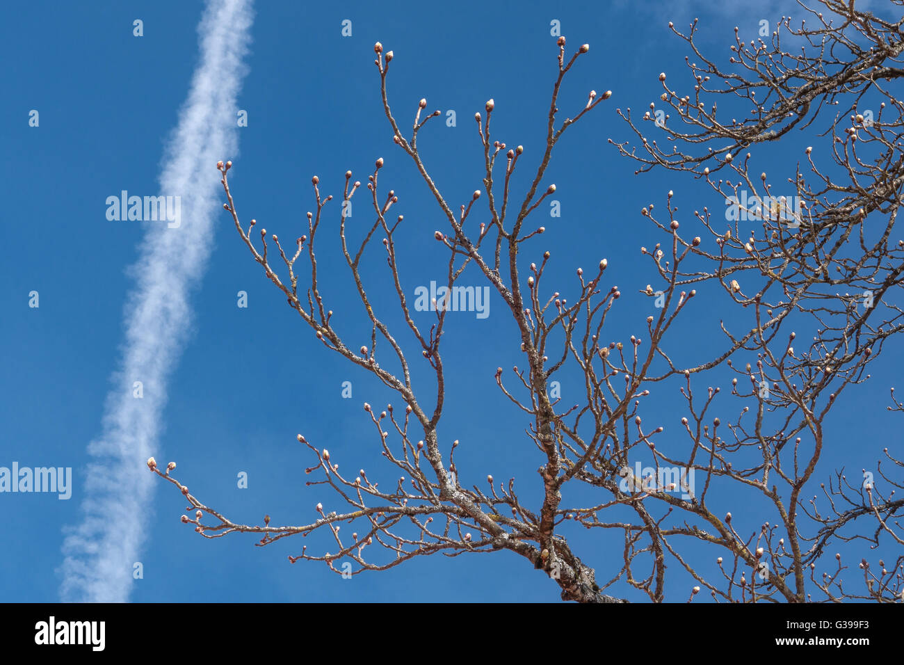 Buds on a chestnut tree Stock Photo