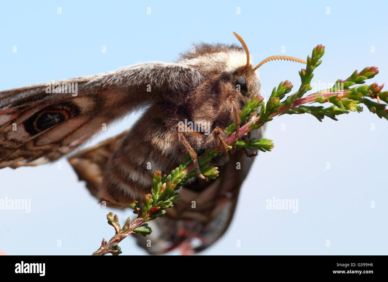 Large and colourful female European Small Emperor Moth (Saturnia pavonia) Stock Photo