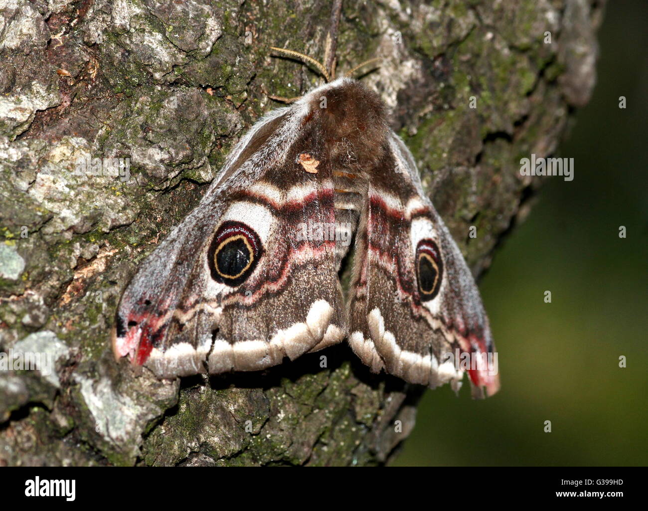 Large and colourful female European Small Emperor Moth (Saturnia pavonia) Stock Photo