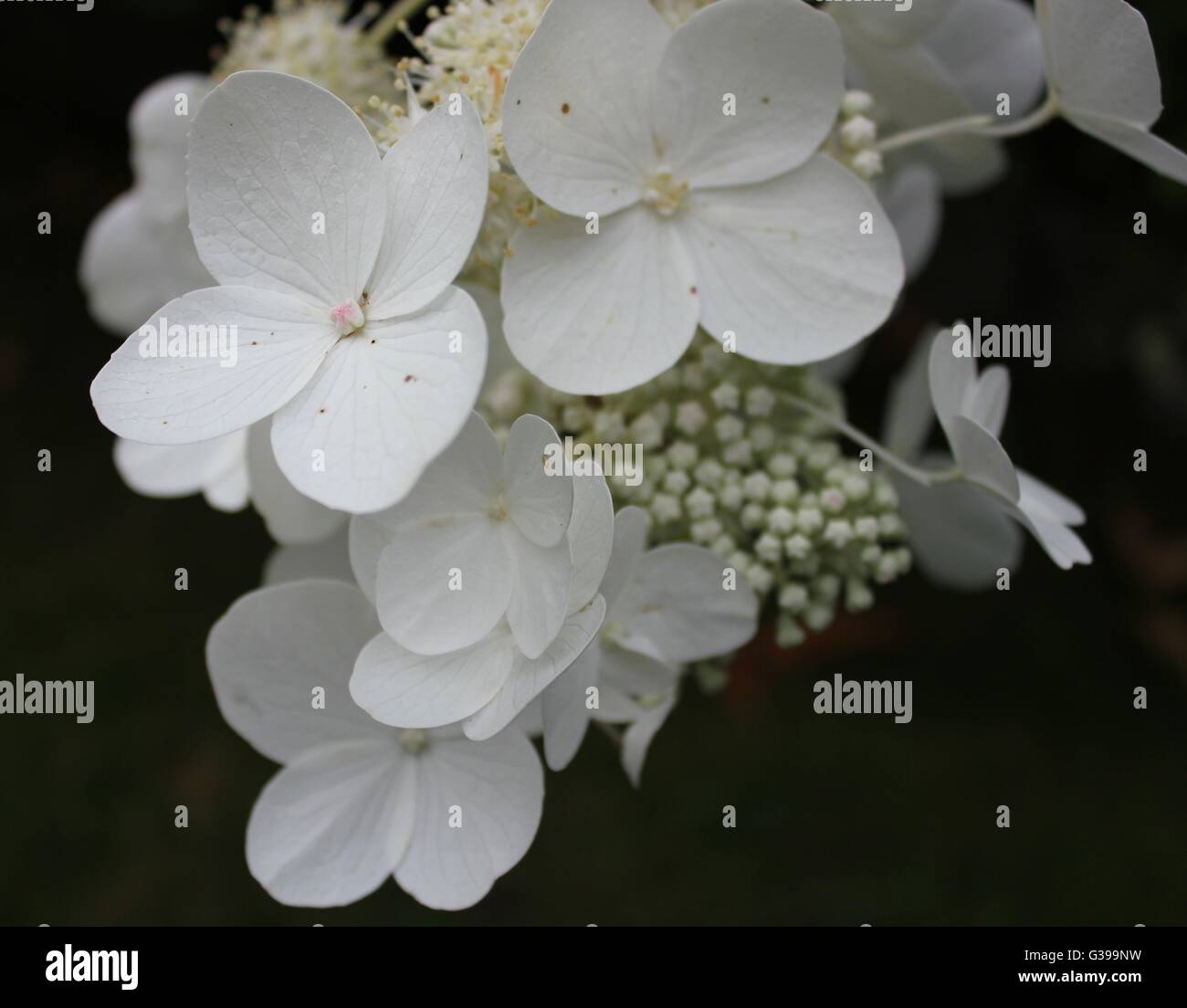 Close-up of white hydrangea flower with black background Stock Photo ...