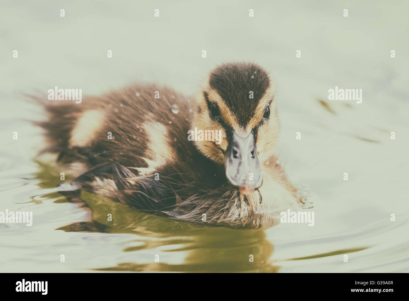 Baby Duck Bird Swimming On Water Stock Photo