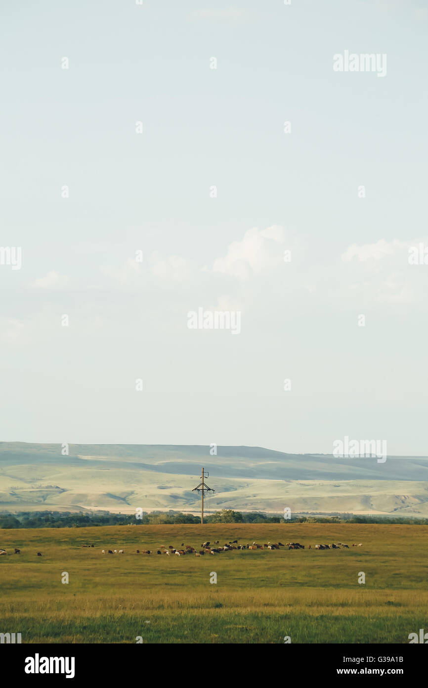 flock of sheep grazing in a meadow Stock Photo - Alamy
