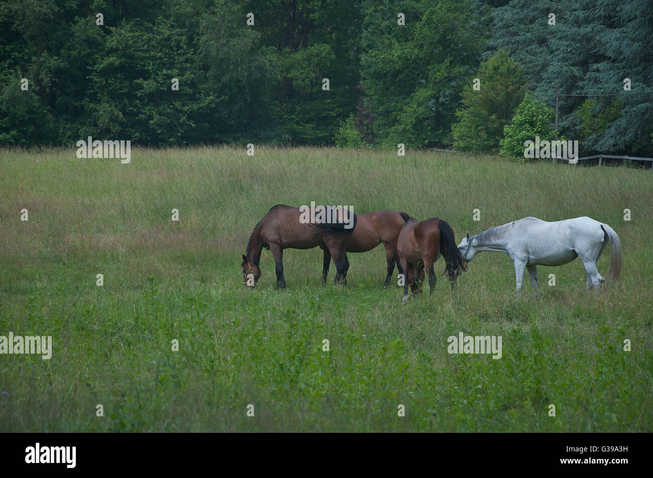 group of beautiful horses is brown than white adult animal background beautiful beauty black blue brown closeup color cute eques Stock Photo