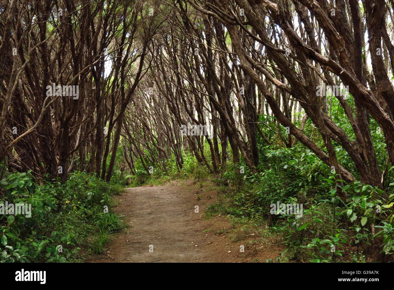 Scene on the Queen Charlotte Track, New Zealand. Tramping route in the