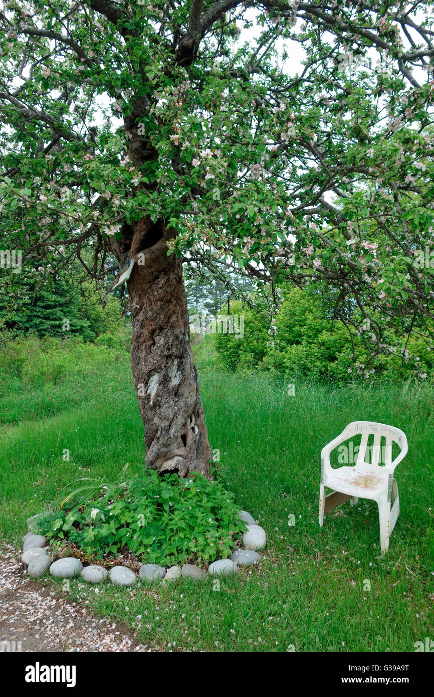 A 100 one hundred year old apple tree in Nova Scotia, Canada Stock Photo