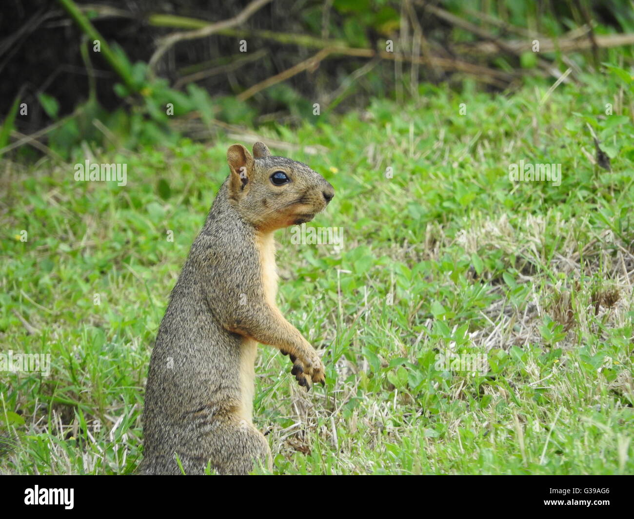 A fox squirrel (Sciurus niger) stands on his or her back legs in a patch of grass. Stock Photo