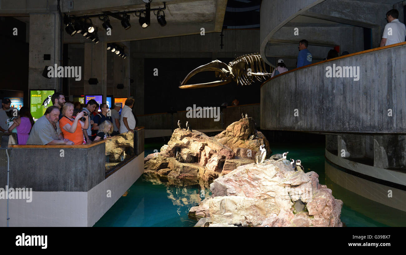 New England Aquarium, Central Wharf, Boston, Massachusetts, USA Stock ... - New EnglanD Aquarium Central Wharf Boston Massachusetts Usa G39BX7