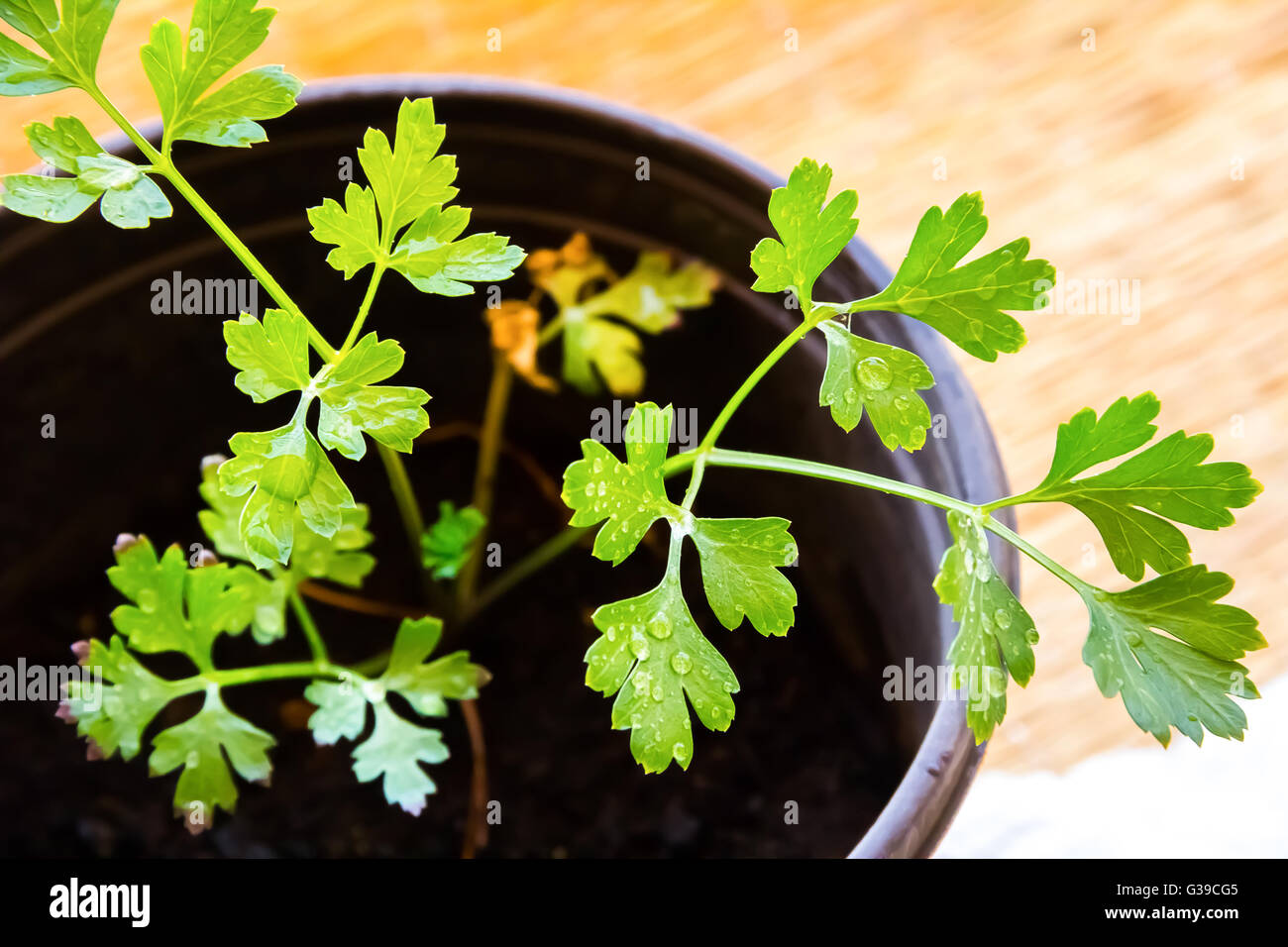 Young Parsley Plant Stock Photo Alamy Young Parsley Plant Stock Photo Alamy