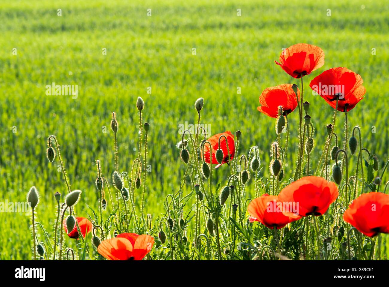 Beautiful red poppies with blurred natural green background. Space in ...