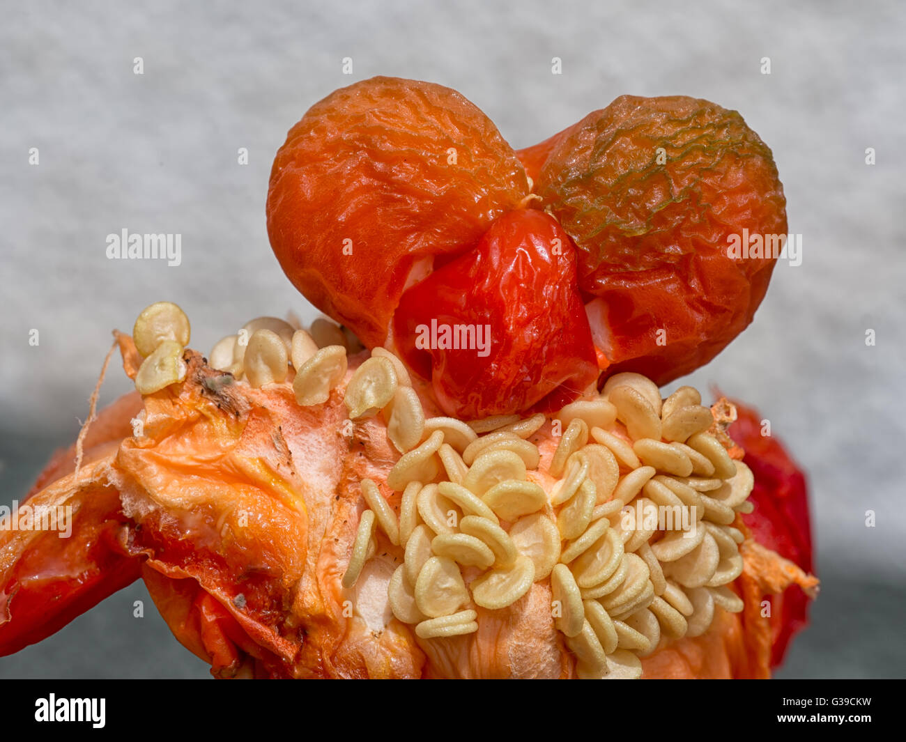 Weird sweet pepper, growing inside. Closeup with seeds. Stock Photo