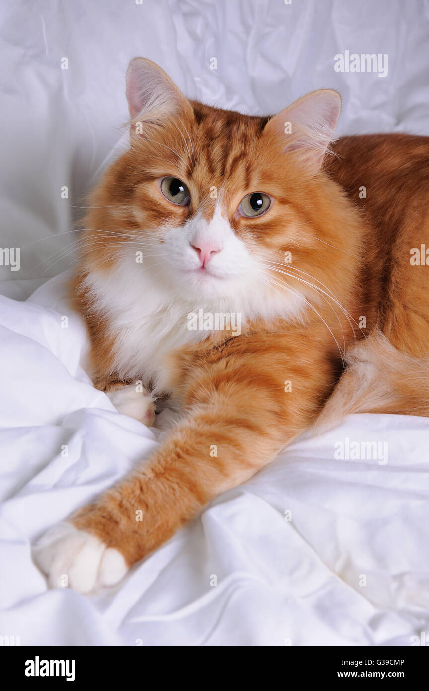 Red-headed cat lying on white, soft, fluffy blanket closeup Stock Photo