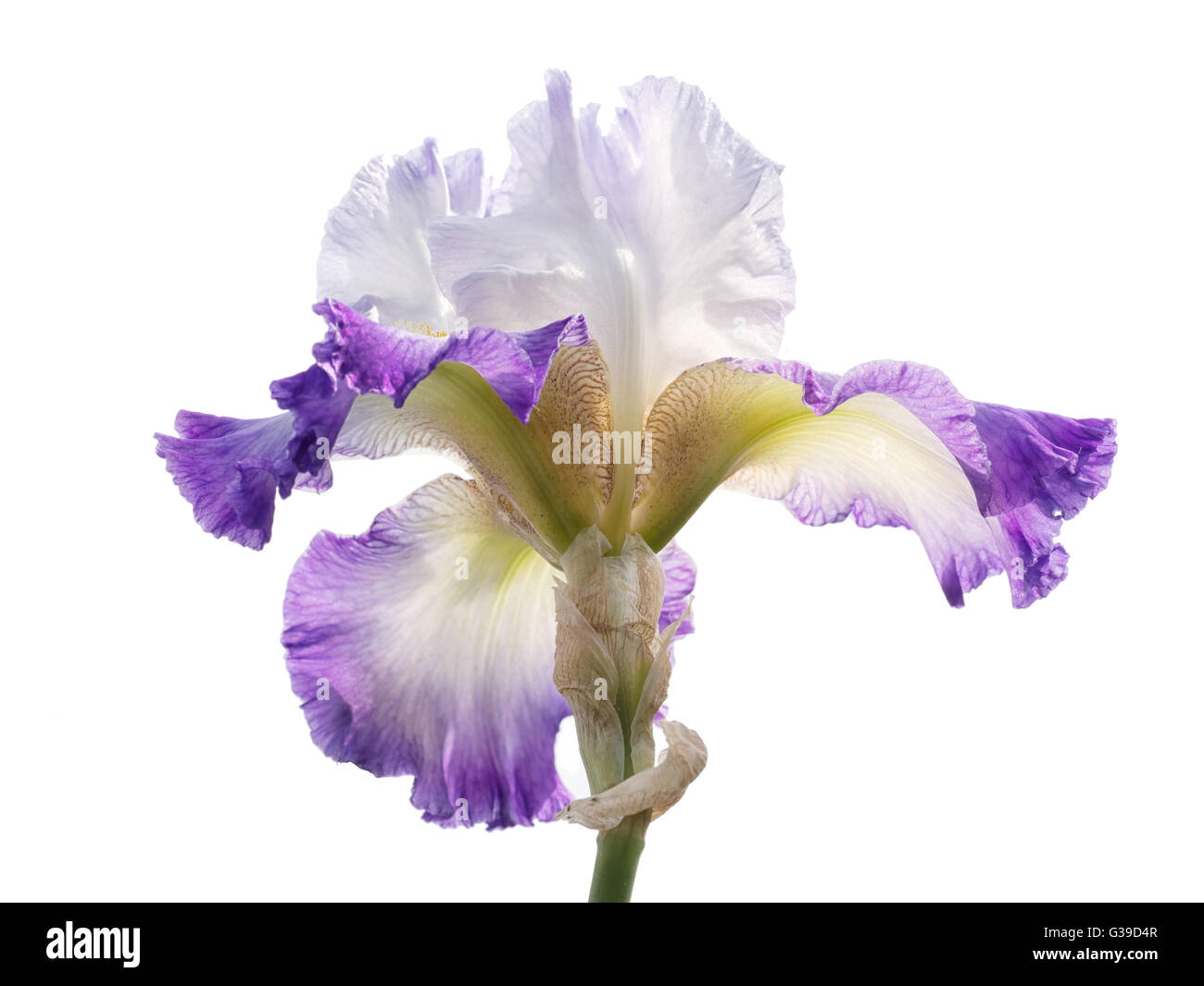 Bearded iris flower, purple, isolated on white. Delicate petals. Stock Photo