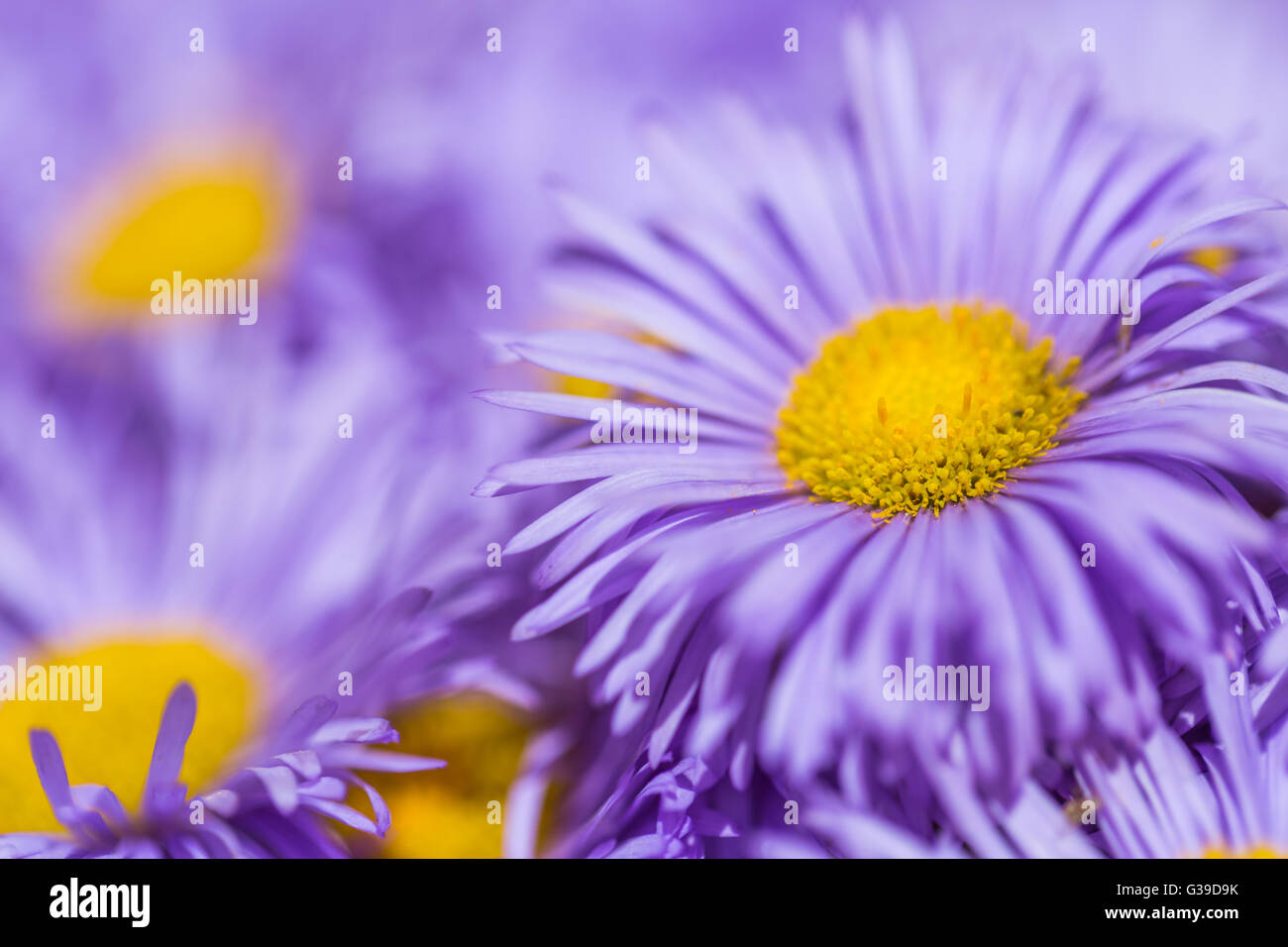 Beautiful flowers on soft pastel color closeup in blur style Stock Photo