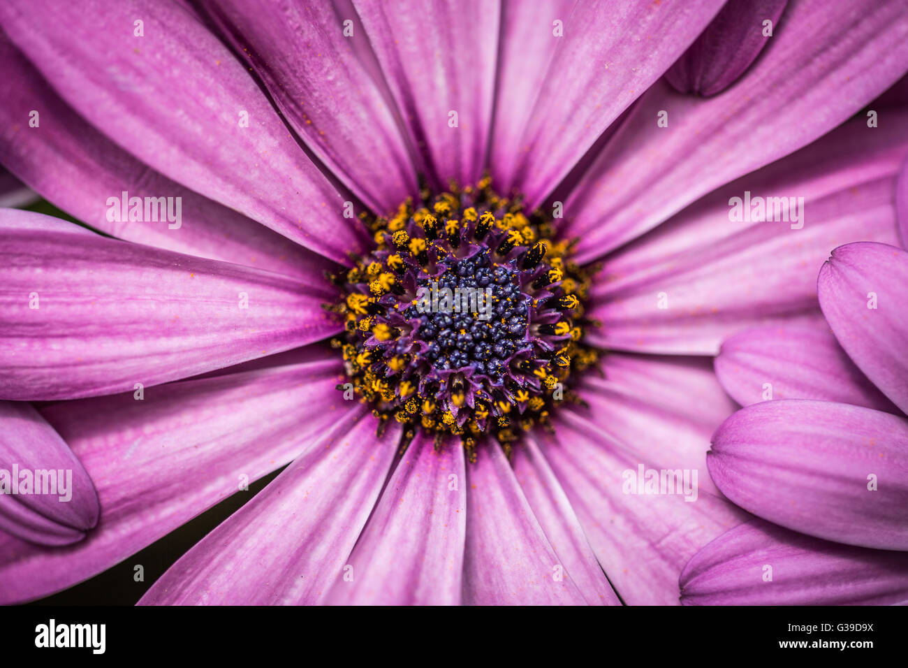 Soft pastel color hi-res stock photography and images - Alamy