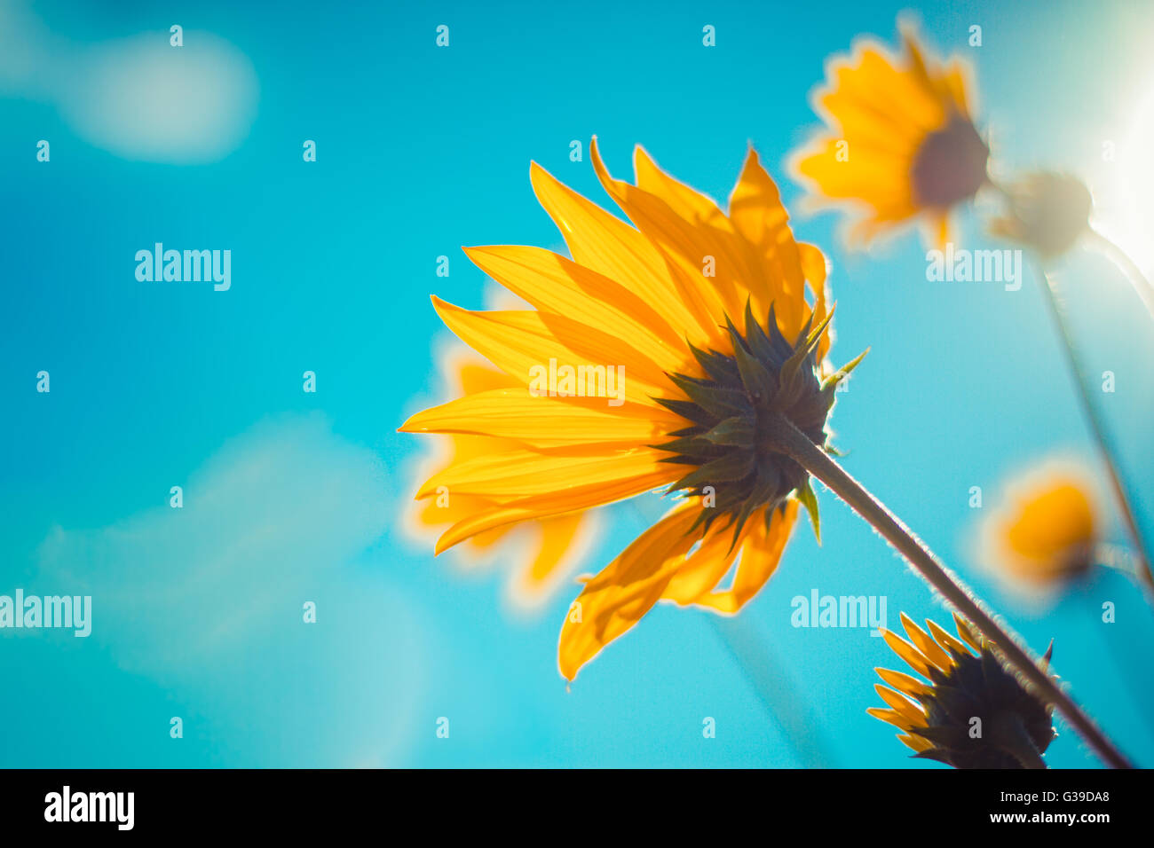 Beautiful cosmos flower sunrise hi-res stock photography and images - Alamy