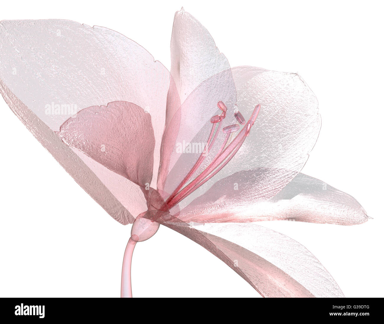 image of a flower  isolated on white , the Amaryllis 3d illustration Stock Photo