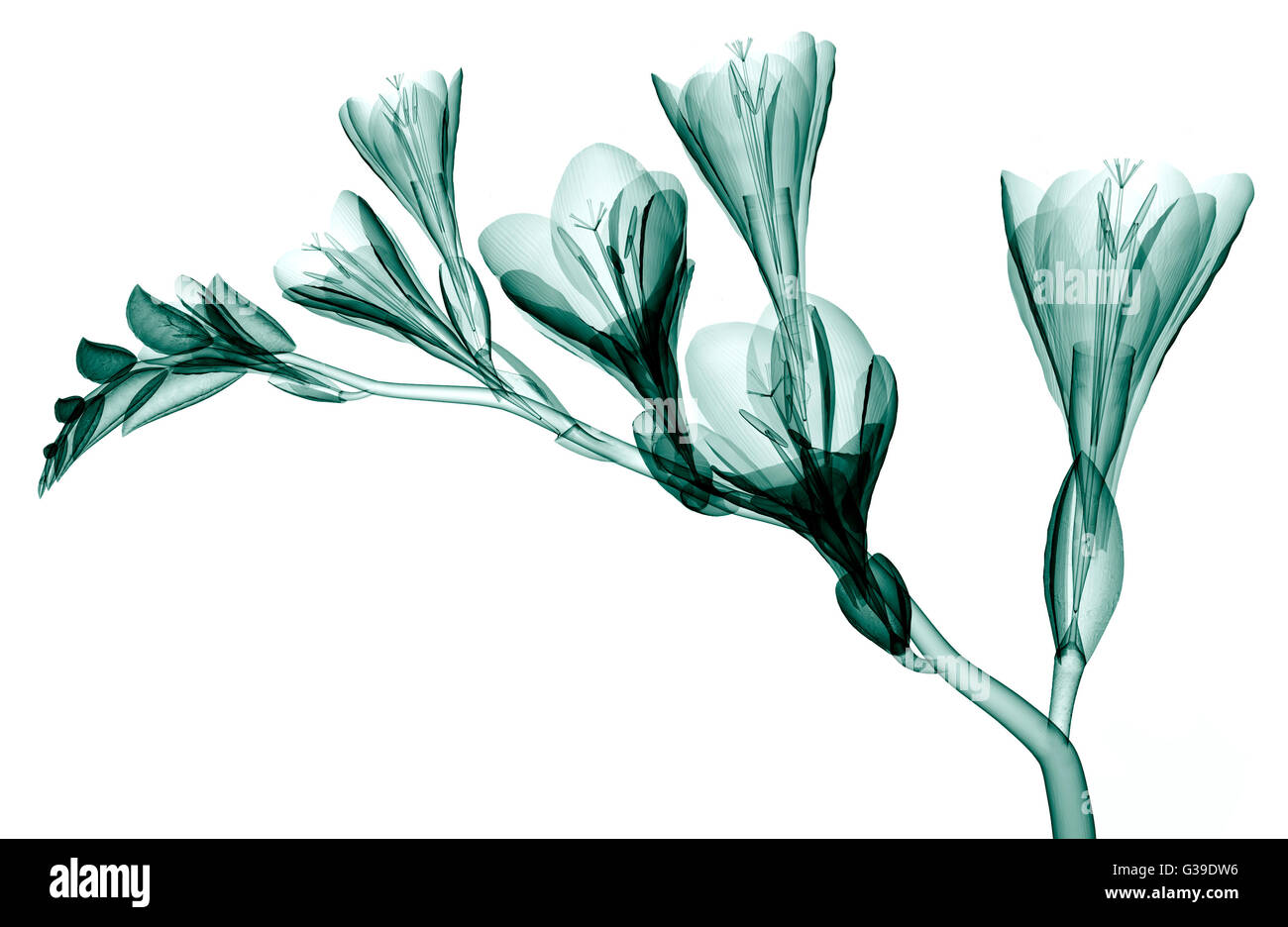x-ray image of a flower  isolated on white, the Freesia 3d illustration Stock Photo