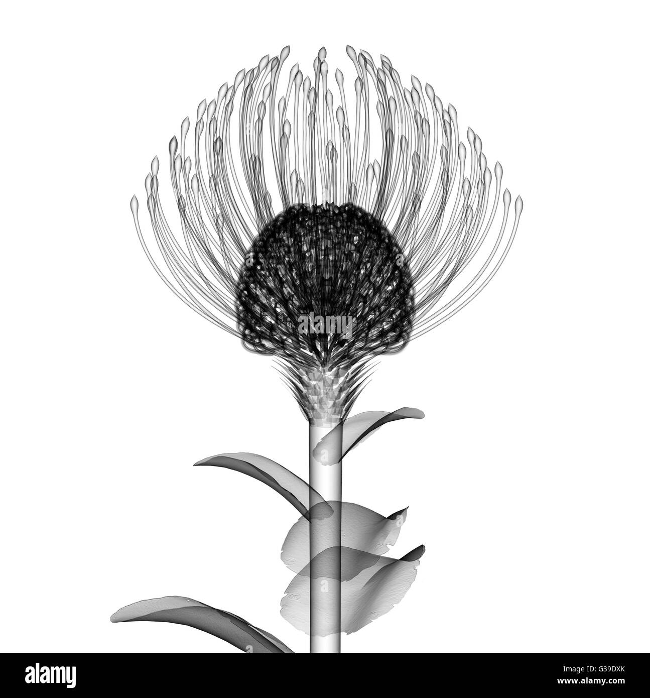 x-ray image of a flower  isolated on white , the Nodding Pincushion 3d illustration Stock Photo