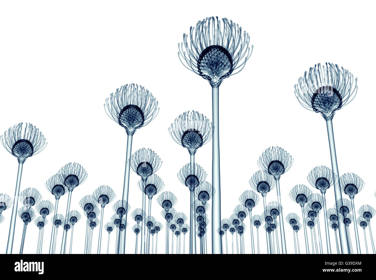 xray image of a flower isolated on white , the Nodding Pincushion 3d