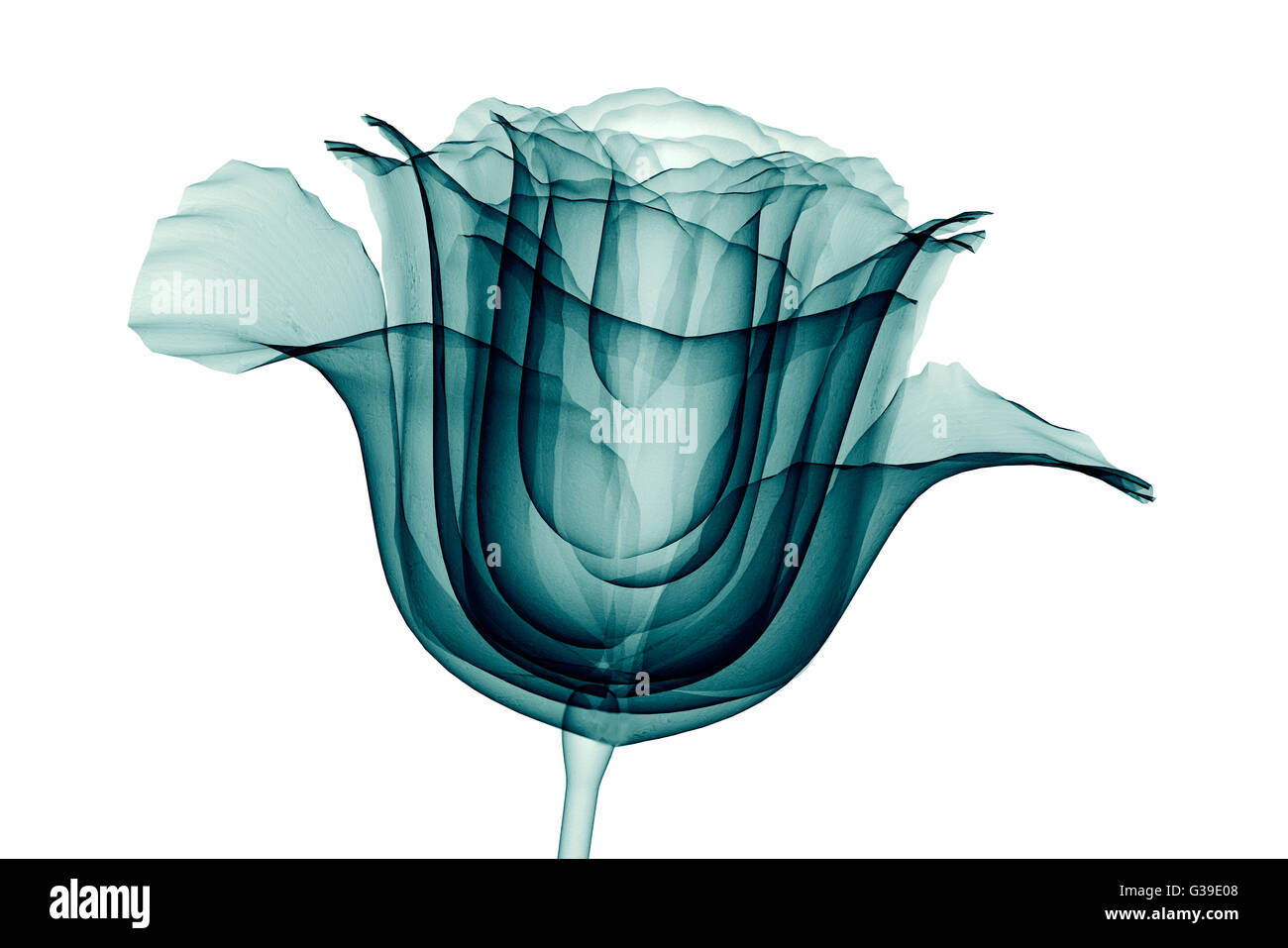 xray image of a flower isolated on white , the rose 3d illustration Stock Photo Alamy