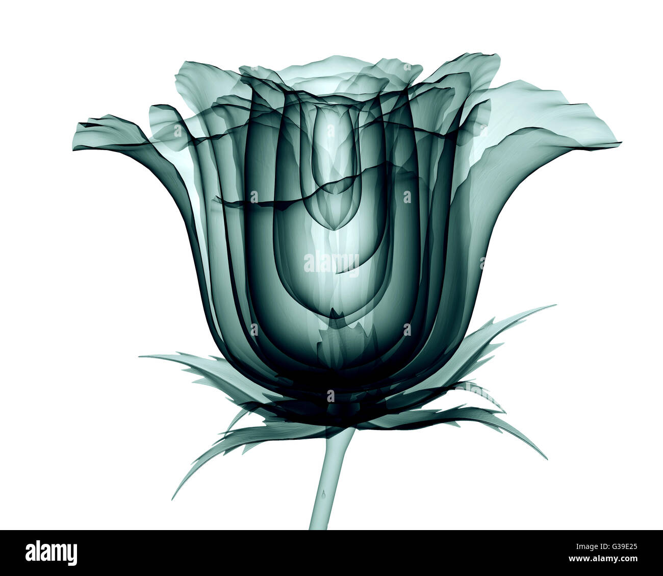 xray image of a flower isolated on white , the rose 3d illustration Stock Photo Alamy