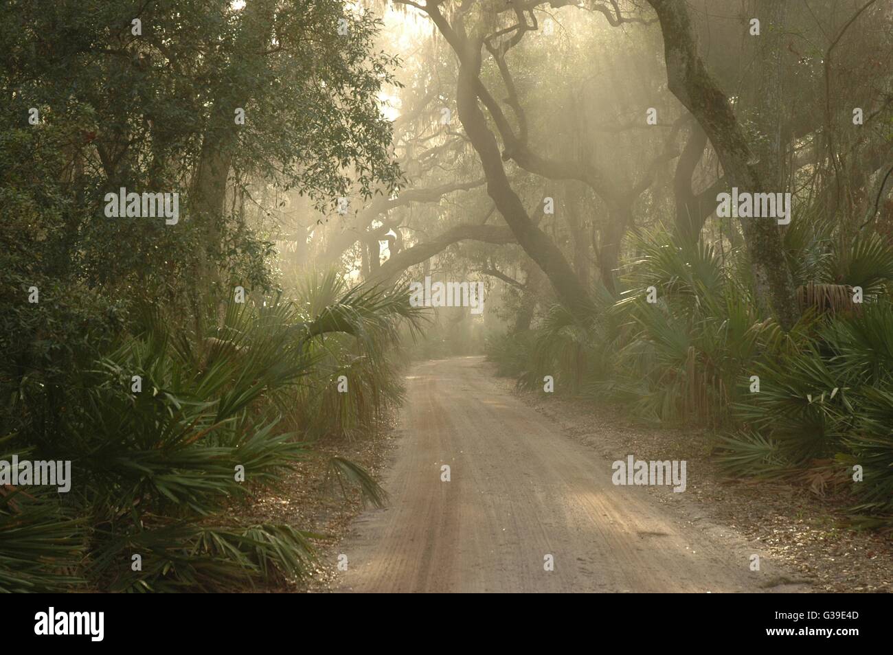 The main road passing through a tunnel of Live Oak trees and maritime forest on Cumberland Island National Seashore in Georgia. Stock Photo