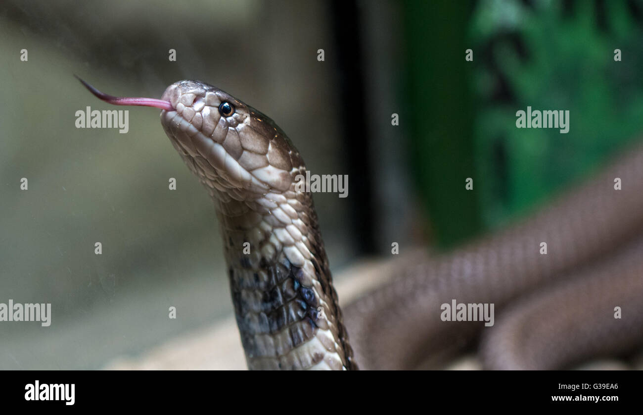 Snake close up Stock Photo
