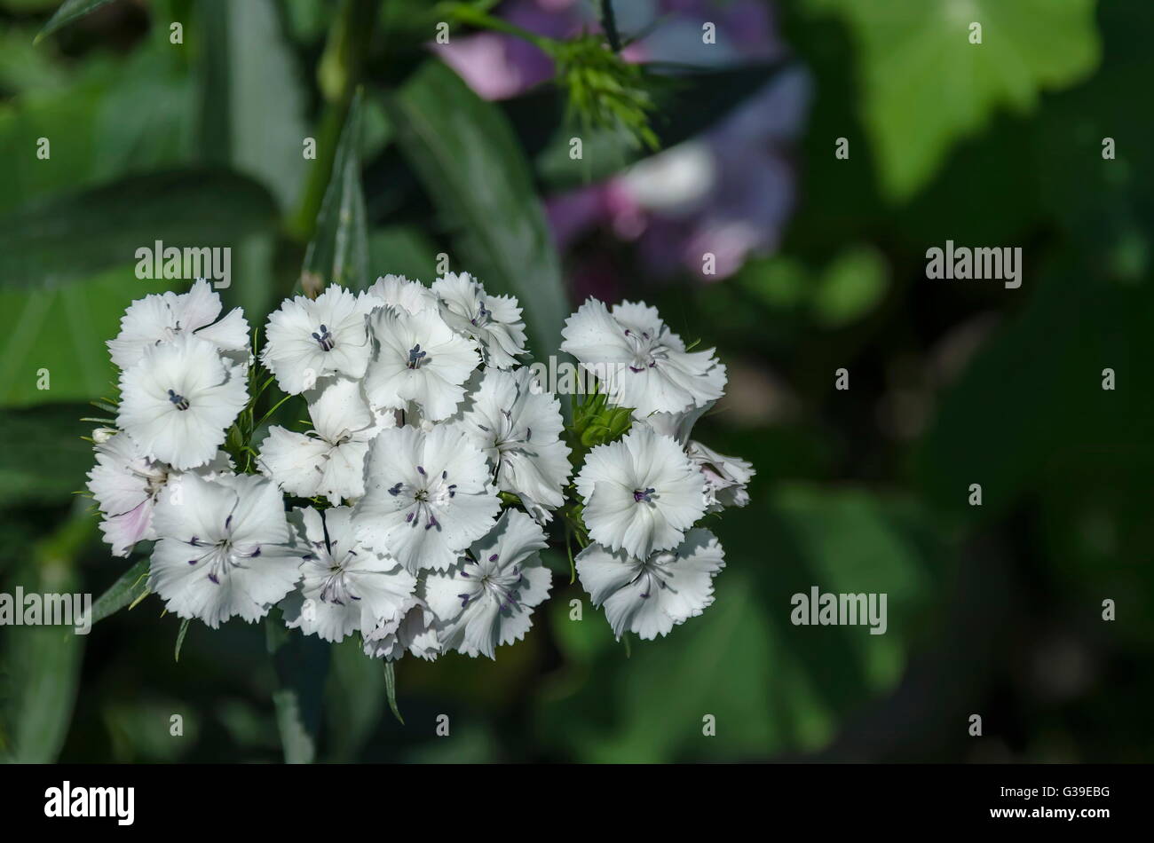 Sweet William, Dianthus barbatus or carnation is  flowering plant in the family Caryophyllaceae,  Sofia, Bulgaria Stock Photo