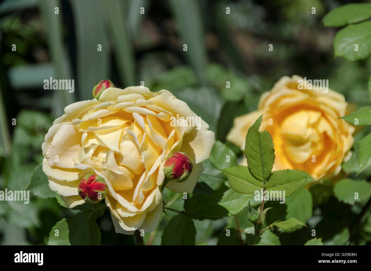 Yellow rose bush in bloom at natural outdoor garden, Sofia, Bulgaria