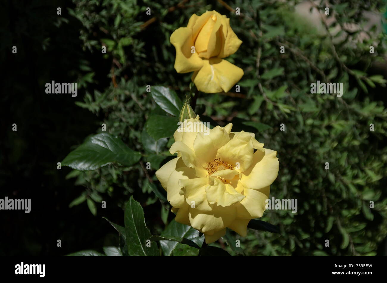 Yellow rose bush in bloom at natural outdoor garden, Sofia, Bulgaria Stock Photo