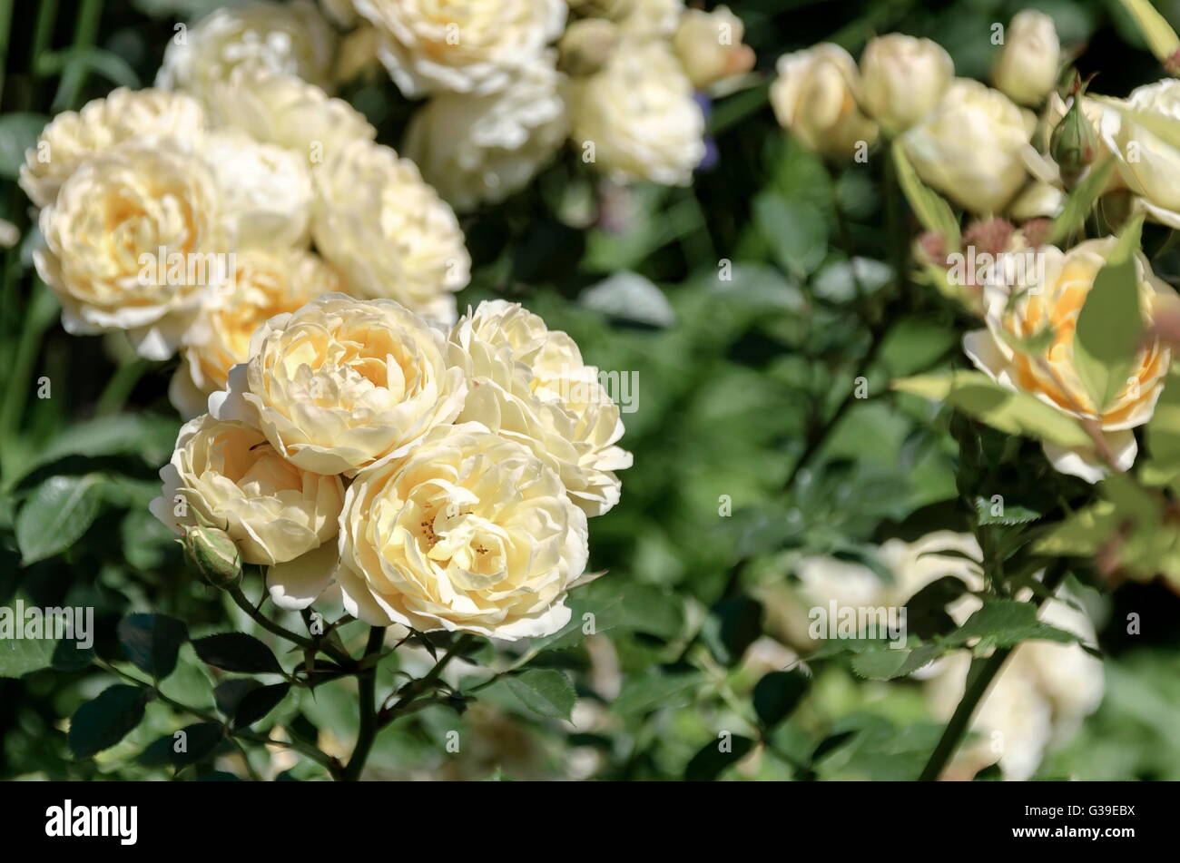 Yellow rose bush in bloom at natural outdoor garden, Sofia, Bulgaria Stock Photo