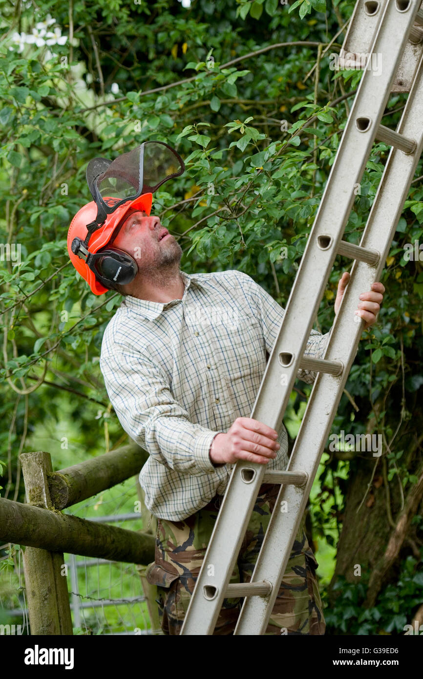 tree surgeon placing ladder Stock Photo