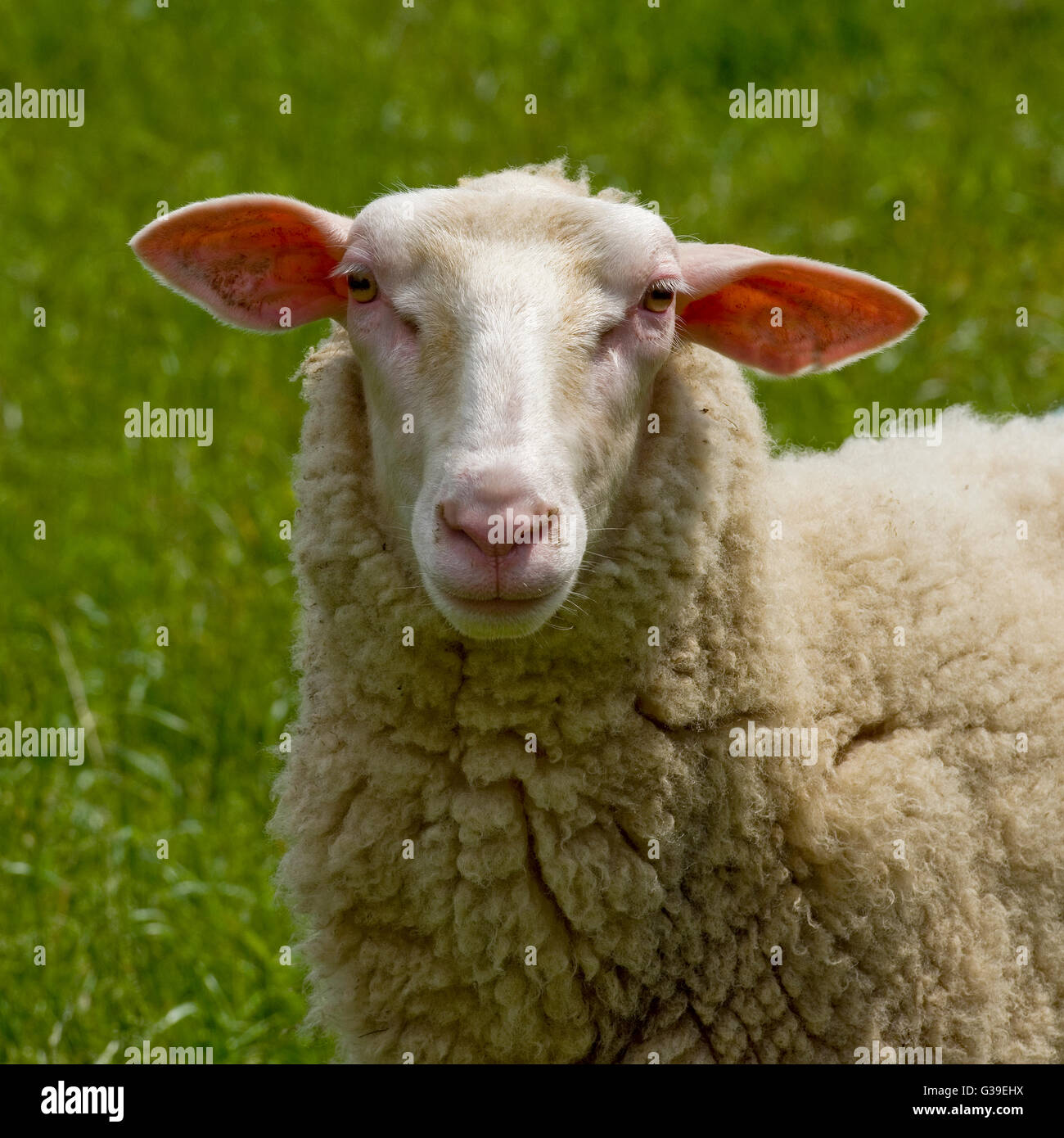 Milk Life High Resolution Stock Photography and Images - Alamy