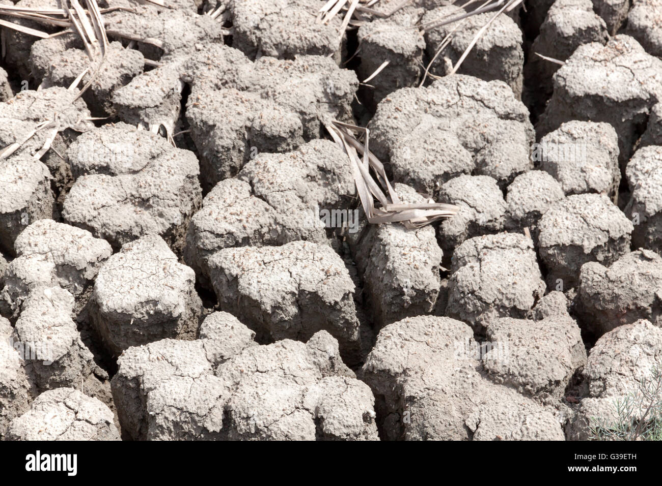 Mangrove forest in parched land nature ground on the skin. Close up. Stock Photo