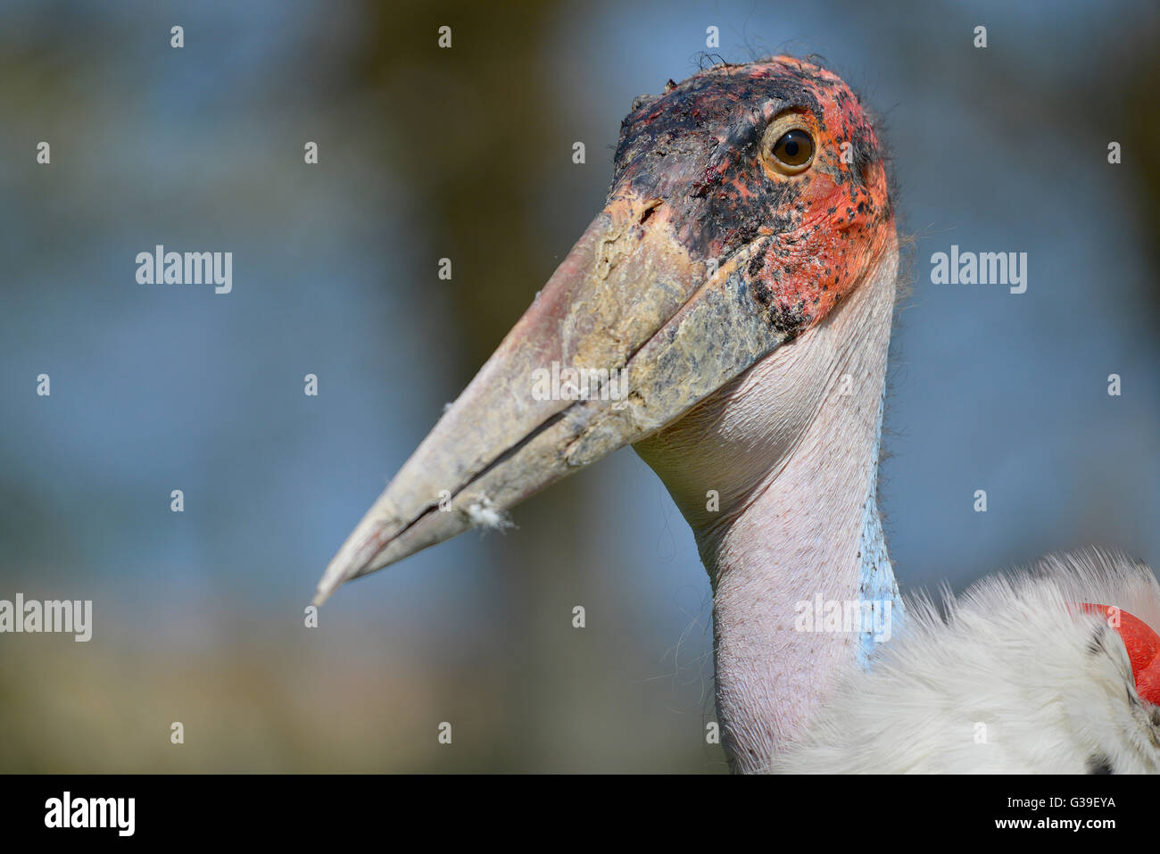 Portrait marabou stork (Leptoptilos crumeniferus) Stock Photo